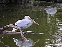 Pelican frise, Pelecanus crispus (ord Pelecaniformes) (fam Pelecanides) (Photo F. Mrugala) (04)